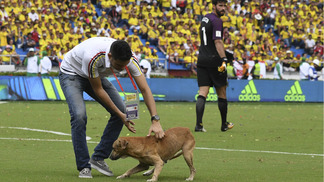 Cachorro que invadiu campo em jogo do Brasil ganha nome, ‘conta’ no twitter e já tem 6,2 mil seguidores Cachorro deu trabalho aos seguranças