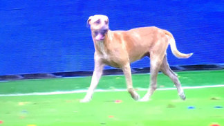 Cachorro entra em campo, paralisa jogo, 'dribla' e dá 'sorte' à seleção brasileira Cão invadiu campo na Colômbia