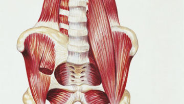 'Músculo da alma': o mais estabilizador do corpo humano e fundamental para correr em equilíbrio