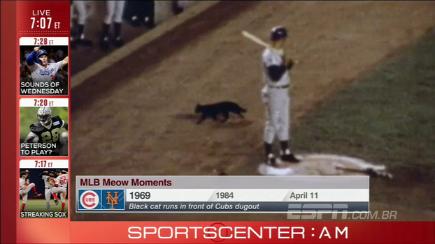 Relembre grandes momentos da história da MLB; as vezes em que gatos invadiram o campo e aprontaram Relembre grandes momentos da história da MLB; as vezes em que gatos invadiram o campo e aprontaram