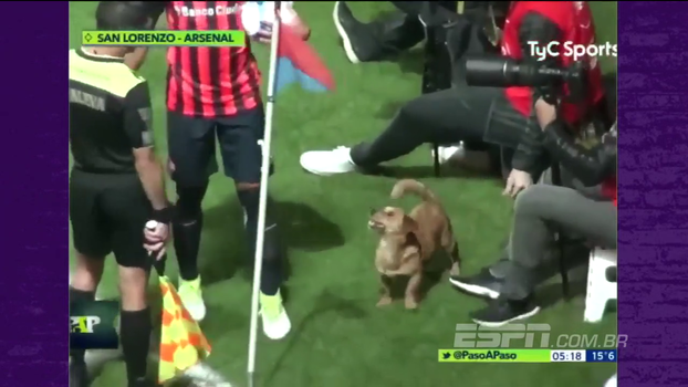 Cachorro invade partida na Argentina, sai driblando e ainda dá entrevista Cachorro invade partida na Argentina, sai driblando e ainda dá entrevista