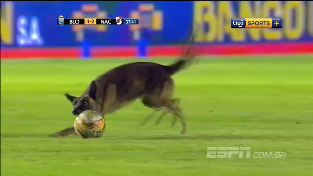 Cachorrão entra em campo durante jogo na Bolívia, se empolga com a bola e dá trabalho para ser retirado Cachorrão entra em campo durante jogo na Bolívia, se empolga com a bola e dá trabalho para ser retirado